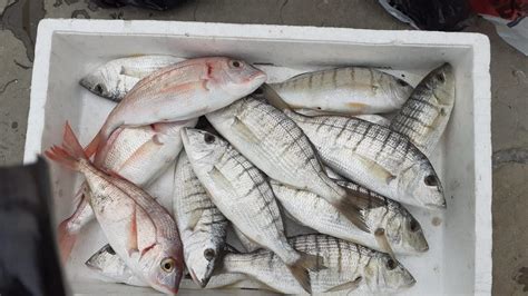 Trieste Pesce Scaduto Messo In Vendita In Un Anno 18 Sanzioni Di 73