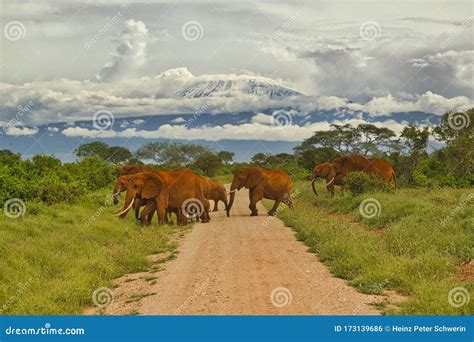 Elefantes Y El Monte Kilimanjaro En El Parque Nacional De Amboseli Foto