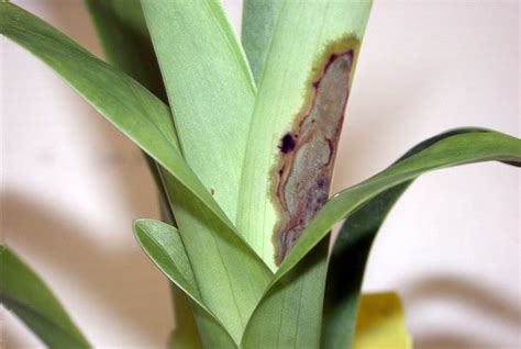 Bacterial Leaf Blight And Rot Orchid Plantsdb