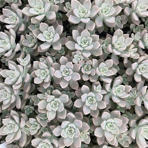 17+ Ghost Plant Succulent - StanleyLeighann