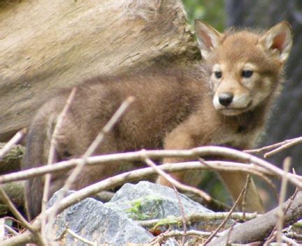 Rare Red Wolf Pups - ZooBorns