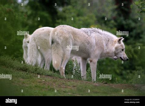 Arctic wolf pack in zoo Stock Photo - Alamy