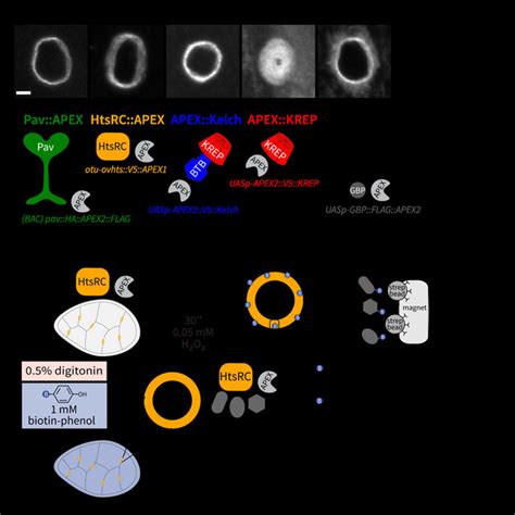 In situ proximity ligation assay confirms close-proximity interactions... | Download Scientific ...