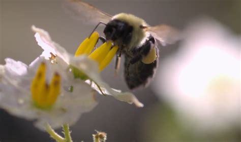 More On Pollination Buzz Pollination Accent On Natural Landscaping