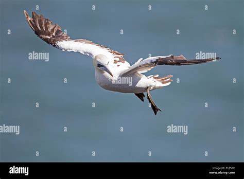 Gannet In Breeding Plumage Hi Res Stock Photography And Images Alamy