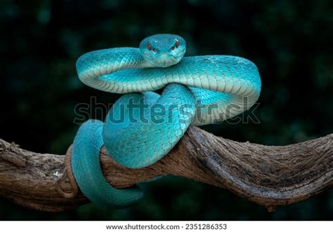 Habitat Pit Viper Photos and Images | Shutterstock