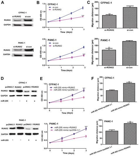 Runx2 Restoration Partially Reverses The Effects Of Mir 205 Mimic On