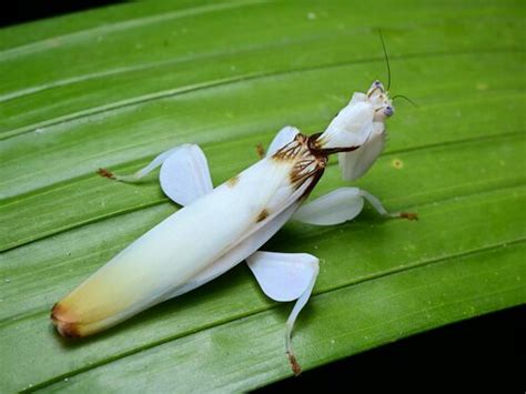 Orchid Mantis (Hymenopus coronatus) · iNaturalist