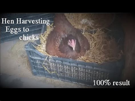 Hen Harvesting Eggs To Chicks Hen Harvesting Eggs Youtube