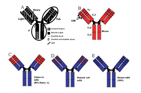 Diagrams of various antibody structures. A, a generic IgG molecule; B,... | Download Scientific ...