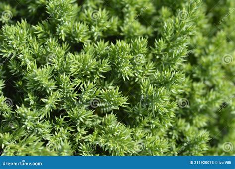 Dwarf Japanese Garden Juniper Stock Image - Image of green, garden: 211920075