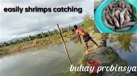 Easily Shrimps Catching Buhayprobinsya Youtube