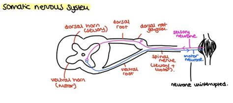 Organisation Of The CNS PNS ANS And Sensory Networks Flashcards Quizlet