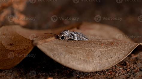 Brazilian Tufted Moth 3767789 Stock Photo at Vecteezy