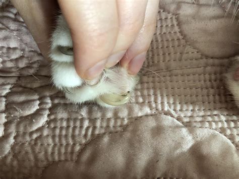 Cat Thick Nails Atelier Yuwa Ciao Jp