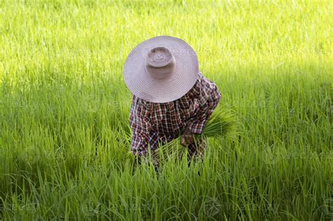 Agricultor Asi Tico Colhendo Em Campos De Arroz Fundo De Campo De Arroz