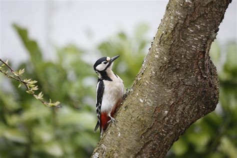 Над 1000 безплатни снимки за สีเขียว Woodpecker и Кълвач - Pixabay