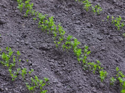 Growing Carrots in Central Texas - Backbone Valley Nursery
