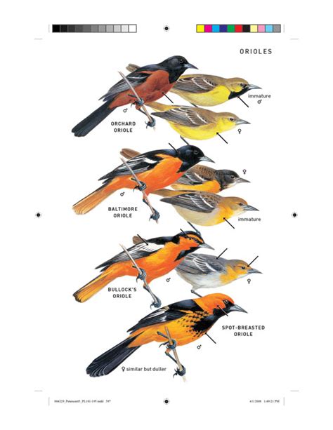 Peterson Field Guide To The Birds Of North America Scienceblogs