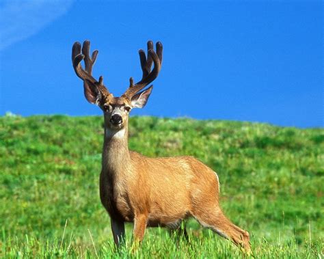 Download Sky Blue Oregon Buck Animal Deer Hd Wallpaper By Don Paulson