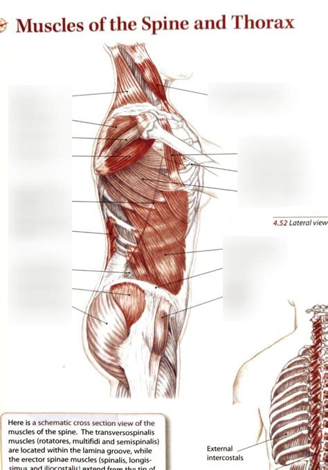 Review Trunk Muscles Pt Diagram Quizlet