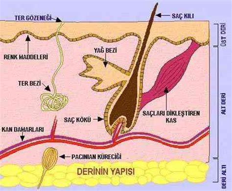 Deri Bilgisi İ Ü İstanbul Tıp Fakültesi