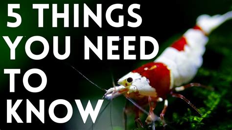 Everything You Should Know Before You Get Shrimp 5 Tips For Keeping