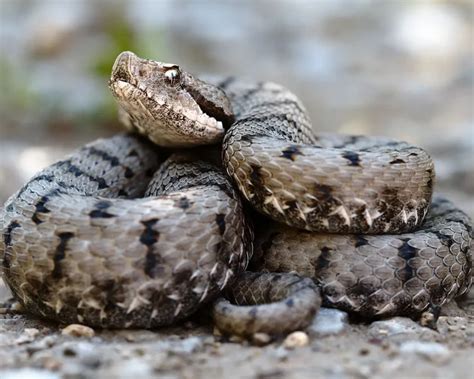 Vipera Aspis Atra Facts Diet Habitat And Pictures On Animaliabio