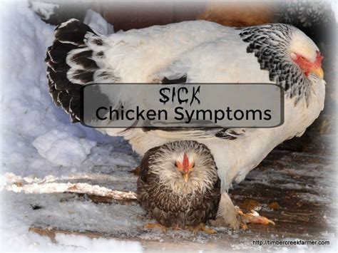 Sick Chicken Symptoms You Should Recognize Timber Creek Farm