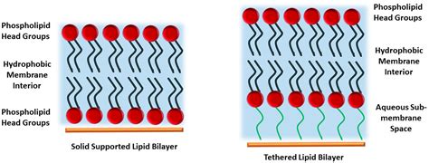 Membranes Free Full Text Tethered And Polymer Supported Bilayer