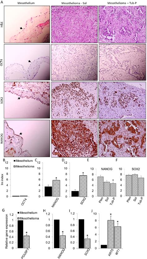 Pdf Mitochondrial Ros Induce Partial Dedifferentiation Of Human