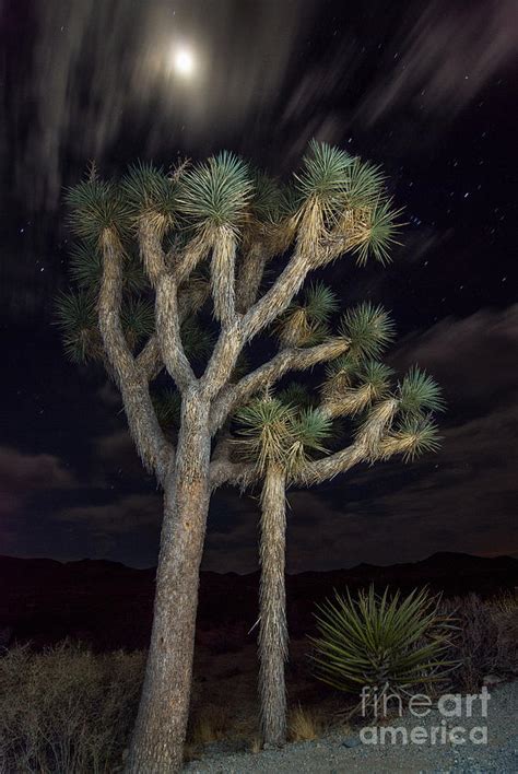 Moon Over Joshua Joshua Tree National Park In California Photograph