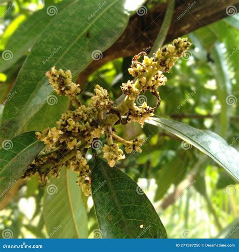 mango tree flower 4