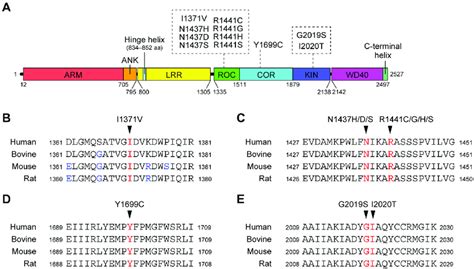 A Schematic Representation Of The Domain Architecture Of Lrrk2 And