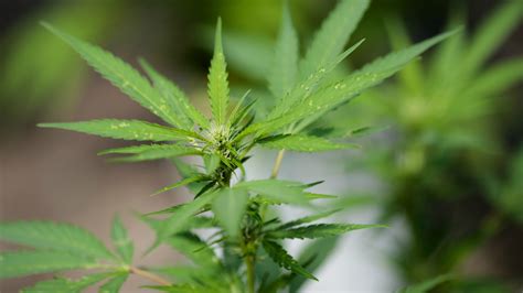 FDA approves first drug derived from marijuana