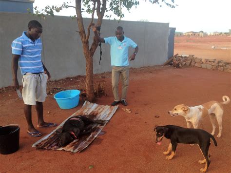 cleaning  pig de maquiagem  mozambique
