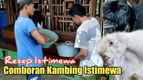 Proses Pemberian Comboran Kambing Kontes Resep Pakan Comboran Kambing