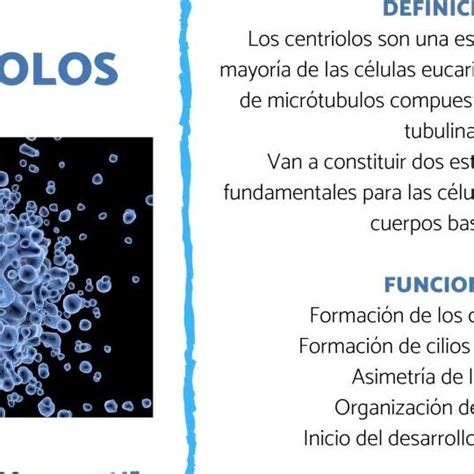 La Funci N De Los Centriolos Revelada Todo Lo Que Necesitas Saber