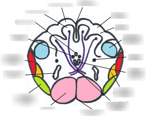 VCU DPT Neuroanatomy Cross Sections Caudal Medulla Diagram Quizlet