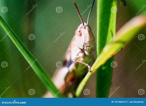 Macro Shot Of Big Brown Grasshopper Stock Image Image Of Hopper Plant 101366419