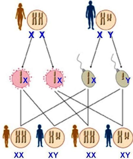 Print Crossword Puzzle Genetica Adn