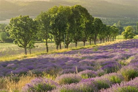 Premium Photo | Lavender field