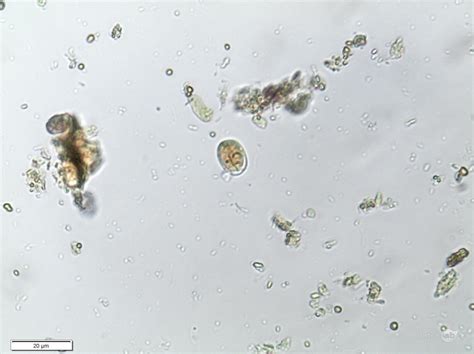 Parasitology Controllab