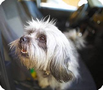 Orange, CA - Lhasa Apso/Havanese Mix. Meet Rose a Dog for Adoption.