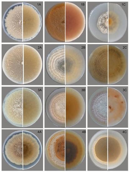 Microorganisms Free Full Text Evidence Of Microdochium Fungi