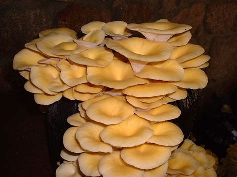 Pleurotus Citrinopileatus Hifas Foresta