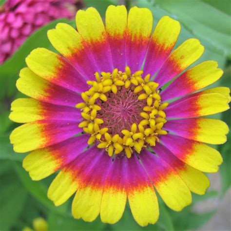 Zinnia Elegans - Etsy