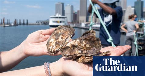 Can Oysters Save New York City From The Next Big Storm Climate