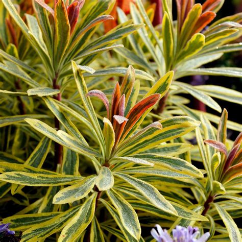 Garten Wolfsmilch Ascot Rainbow Euphorbia Martinii Ascot Rainbow