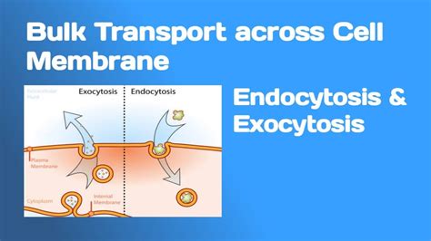 Bulk Transport Across Cell Membrane Endocytosis And Exocytosis Youtube